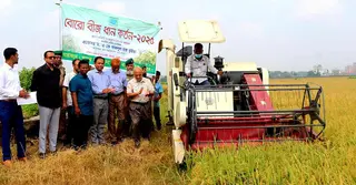 বাকৃবিতে খামার ব্যবস্থাপনা শাখার বোরো বীজ ধান কাটা শুরু